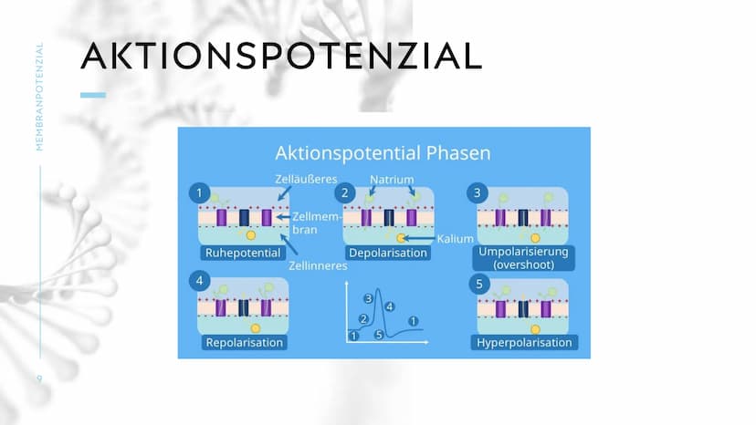 MEMBRANPOTENZIAL MEMBRANPOTENZIAL
2
AGENDA
■ DEFINITION
■
RUHEPOTENZIAL
ENTSTEHUNG
WIEDERHOLUNG: NATRIUM-KALIUM-PUMPE
AKTIONSPOTENZIAL
BEDEU