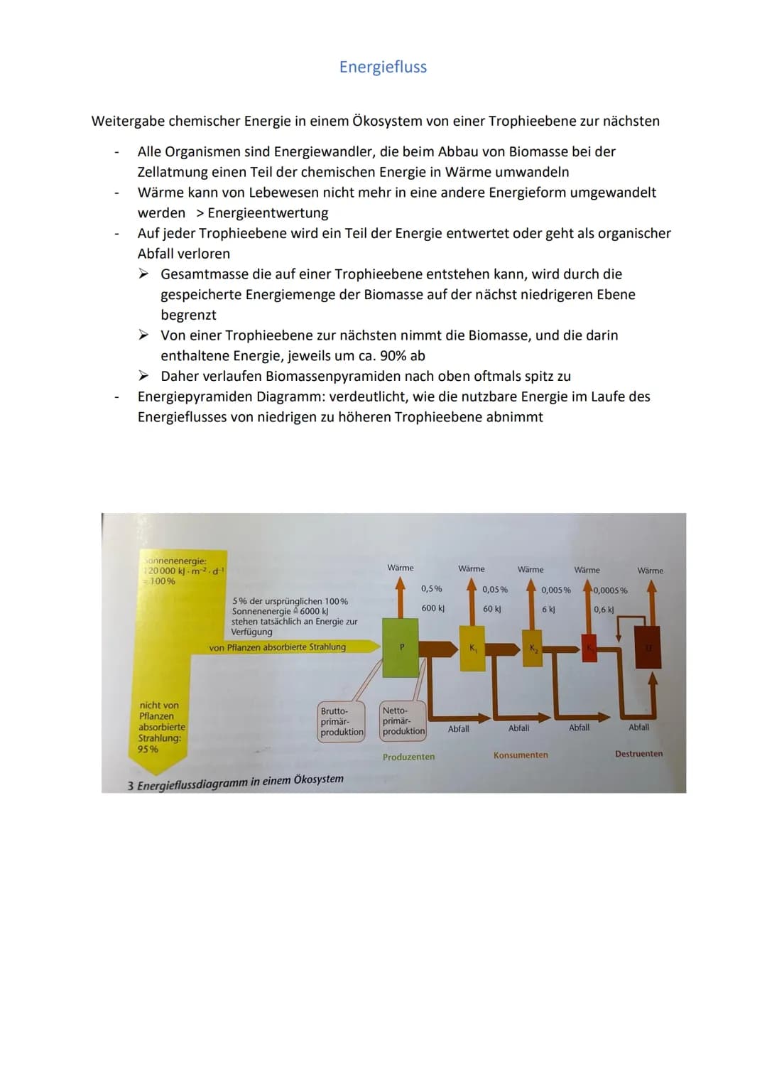 Weitergabe chemischer Energie in einem Ökosystem von einer Trophieebene zur nächsten
Alle Organismen sind Energiewandler, die beim Abbau von