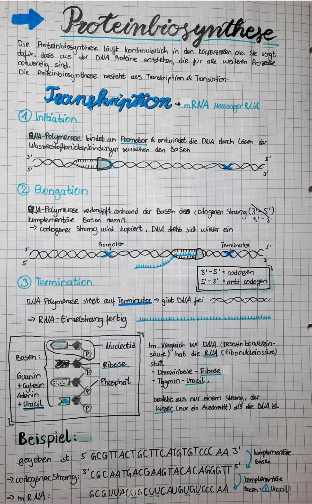 Proteinbiosynthese 