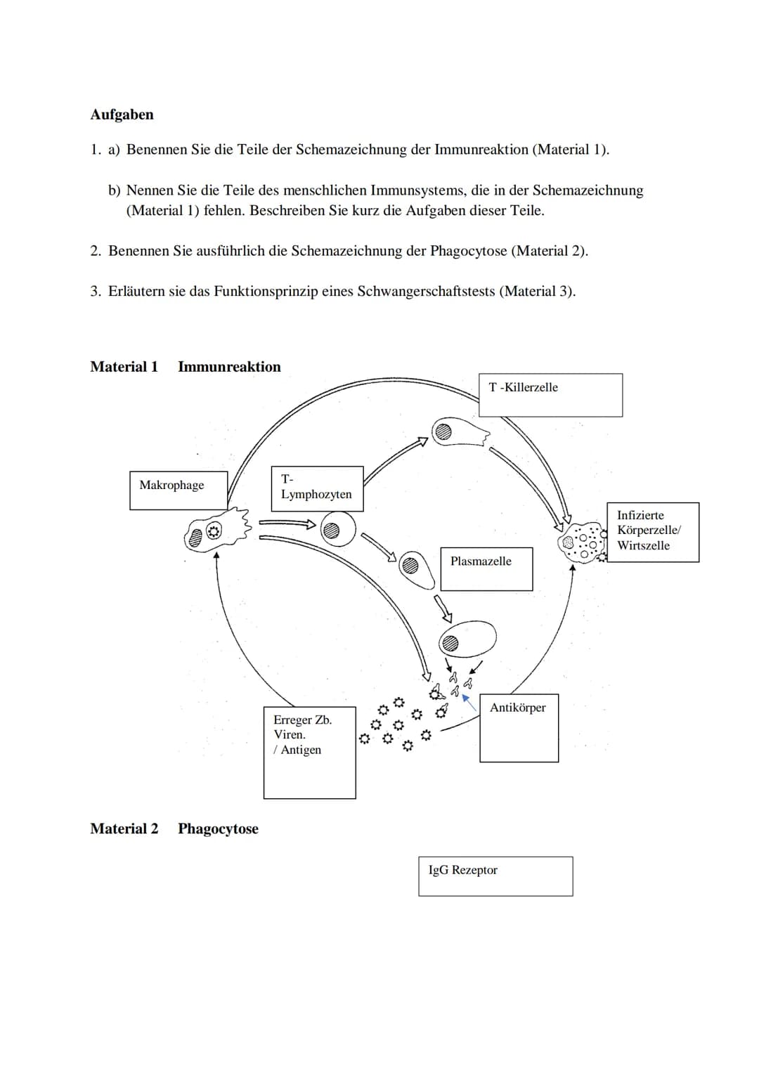 Aufgaben
1. a) Benennen Sie die Teile der Schemazeichnung der Immunreaktion (Material 1).
b) Nennen Sie die Teile des menschlichen Immunsyst