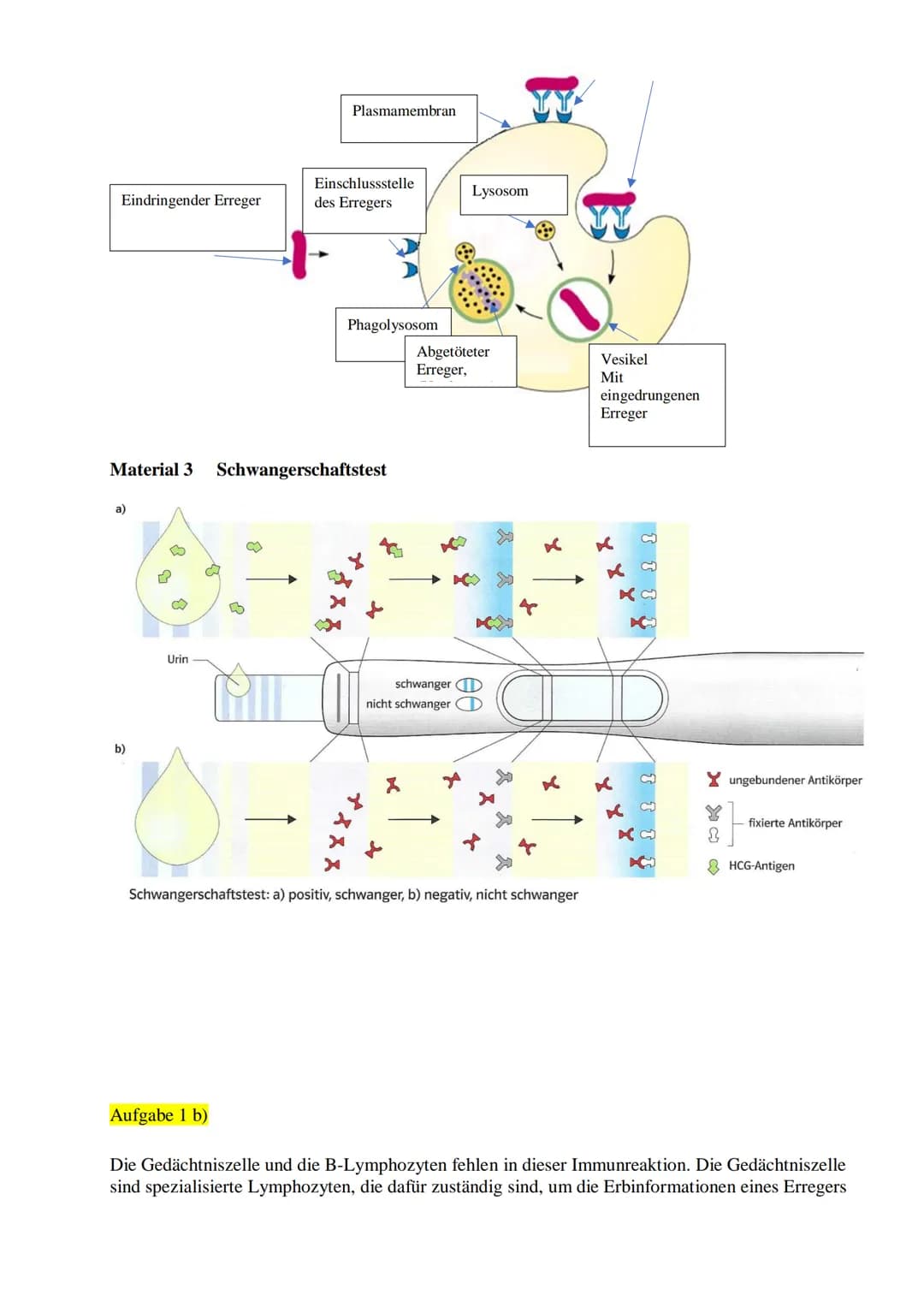 Aufgaben
1. a) Benennen Sie die Teile der Schemazeichnung der Immunreaktion (Material 1).
b) Nennen Sie die Teile des menschlichen Immunsyst