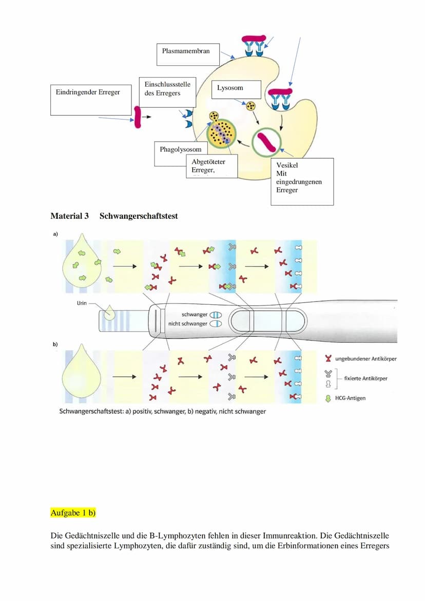 Aufgaben
1. a) Benennen Sie die Teile der Schemazeichnung der Immunreaktion (Material 1).
b) Nennen Sie die Teile des menschlichen Immunsyst