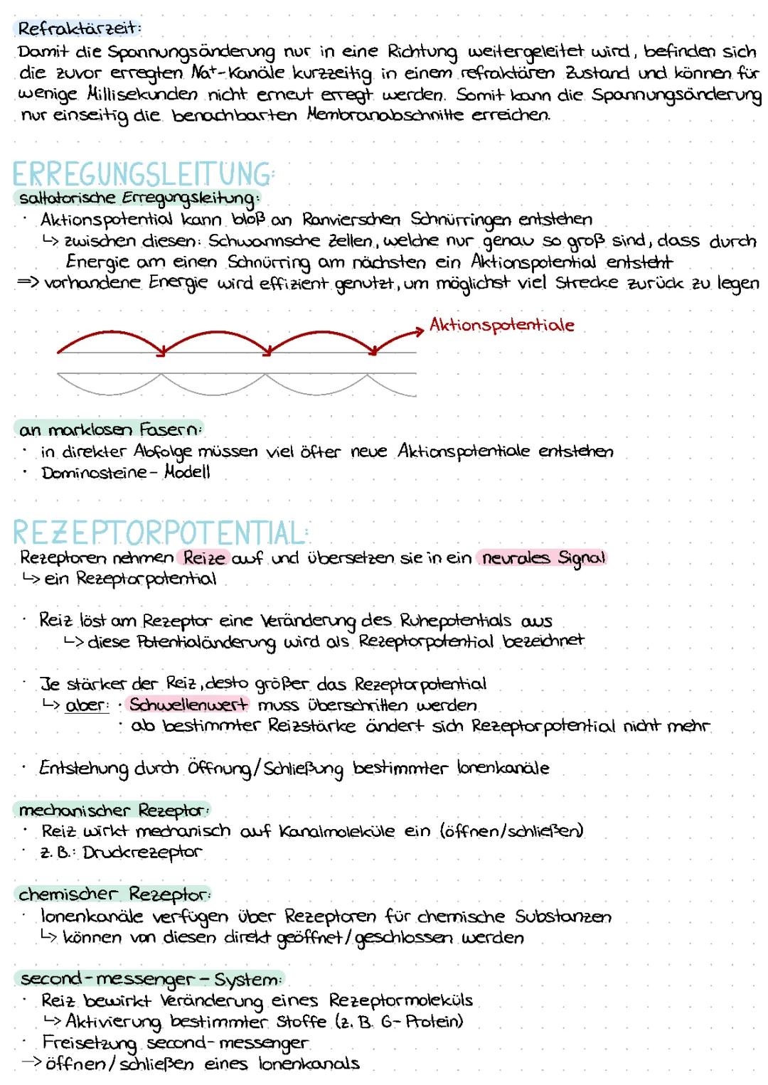 Refraktärzeit einfach erklärt: Saltatorische und kontinuierliche Erregungsleitung, Rezeptorpotential