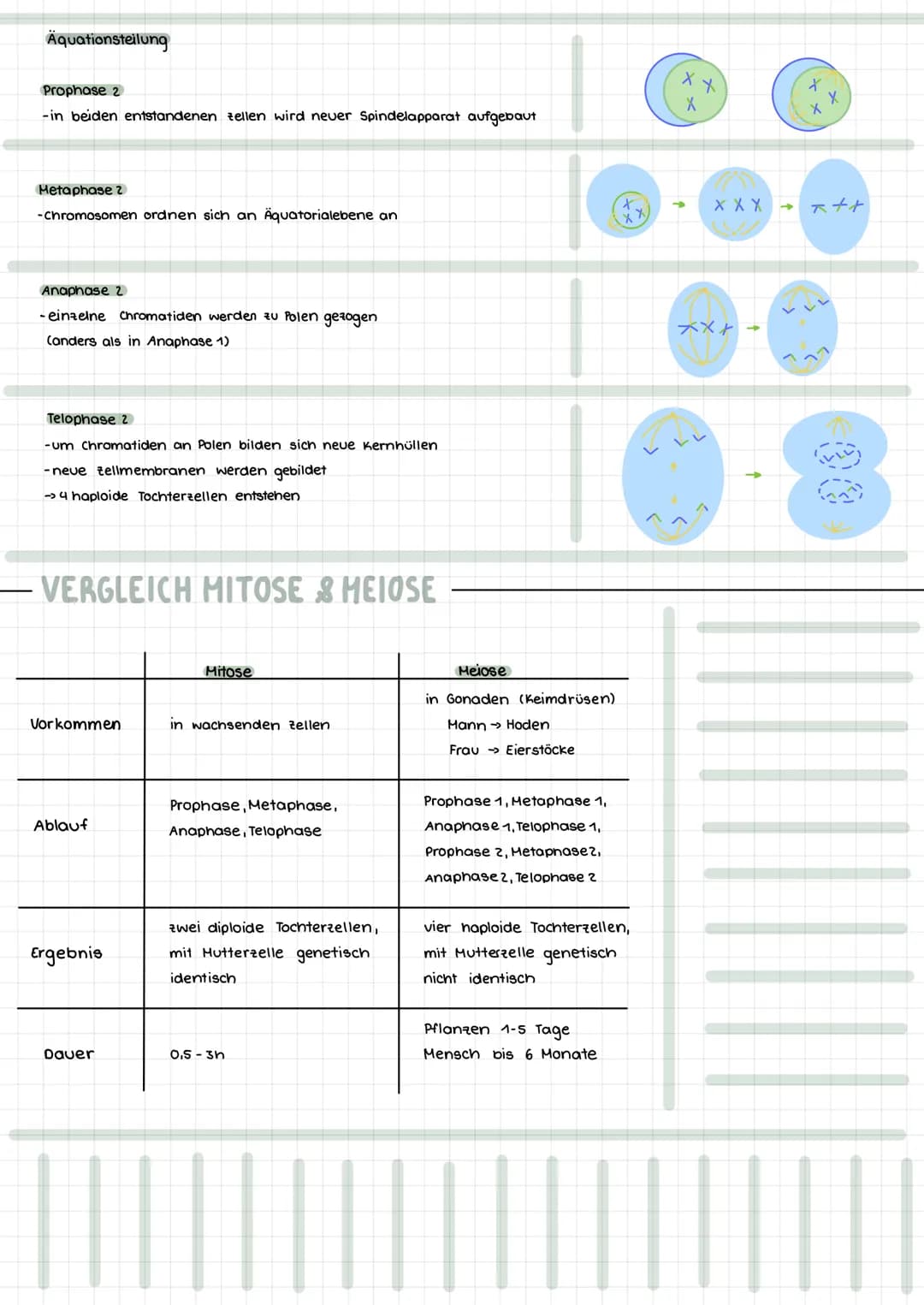 Themen:
- Meiose Vergleich Mitose & Meiose
- Karyogramm & Chromosomanomalien
- Stammbaumanalyse & Erbgangshypothesen
HEIOSE
Die Reduktionste