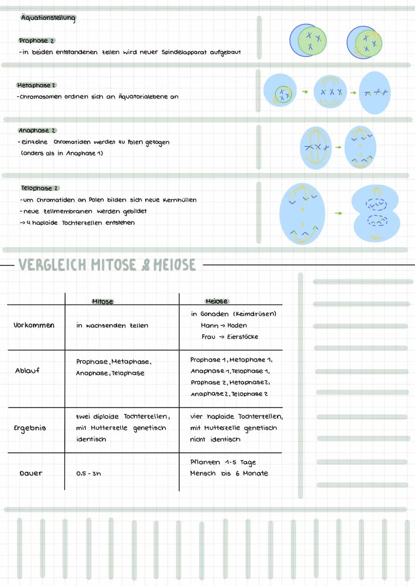 Themen:
- Meiose Vergleich Mitose & Meiose
- Karyogramm & Chromosomanomalien
- Stammbaumanalyse & Erbgangshypothesen
HEIOSE
Die Reduktionste