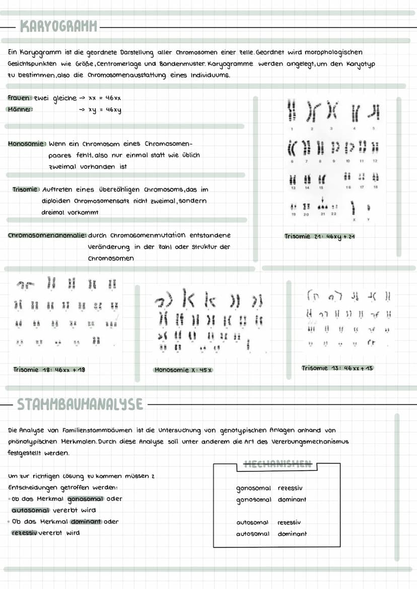 Themen:
- Meiose Vergleich Mitose & Meiose
- Karyogramm & Chromosomanomalien
- Stammbaumanalyse & Erbgangshypothesen
HEIOSE
Die Reduktionste