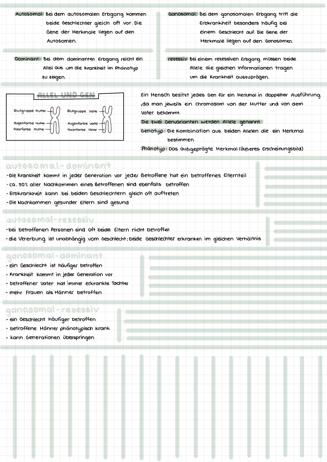 Themen:
- Meiose Vergleich Mitose & Meiose
- Karyogramm & Chromosomanomalien
- Stammbaumanalyse & Erbgangshypothesen
HEIOSE
Die Reduktionste