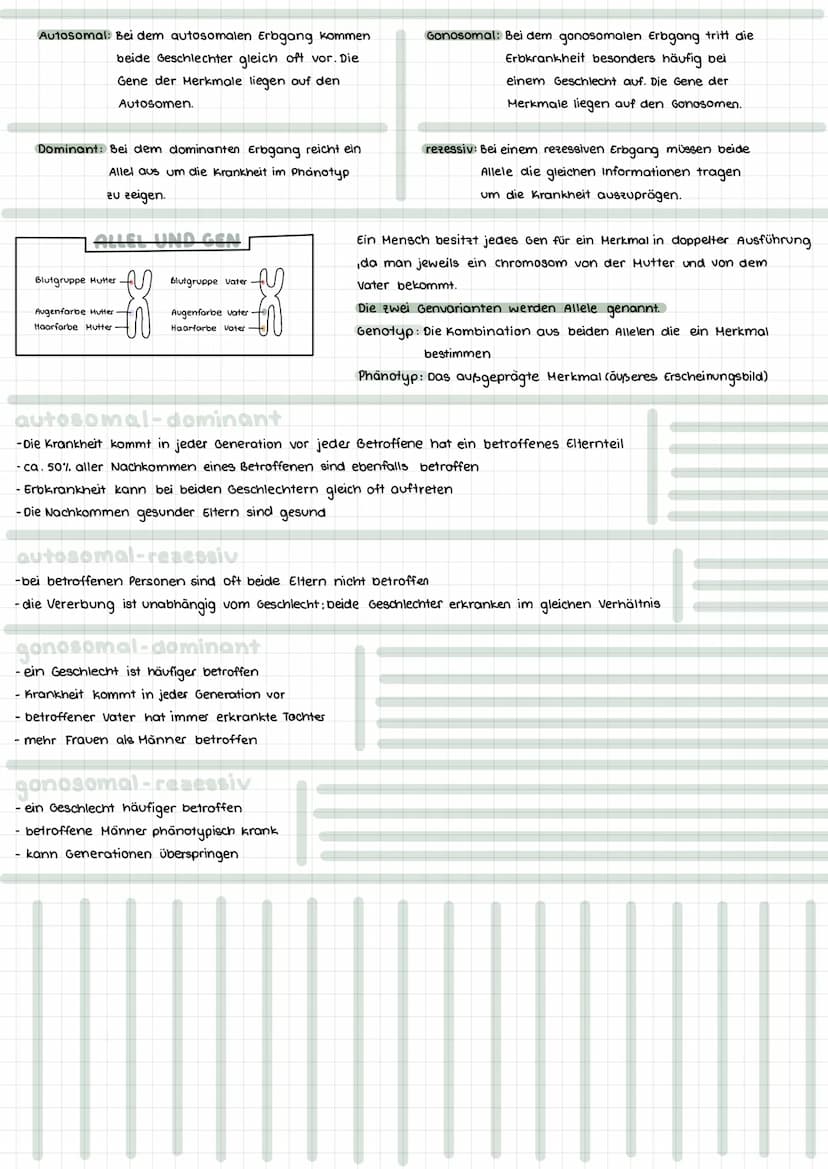 Themen:
- Meiose Vergleich Mitose & Meiose
- Karyogramm & Chromosomanomalien
- Stammbaumanalyse & Erbgangshypothesen
HEIOSE
Die Reduktionste