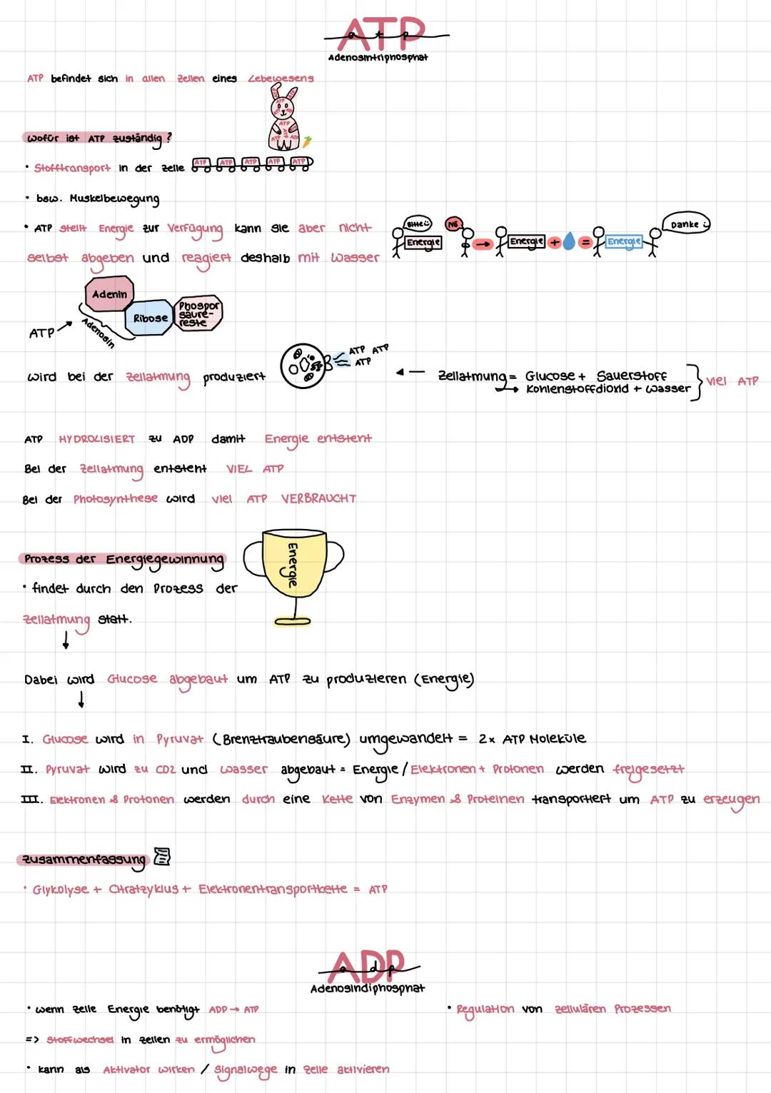 ATP befindet sich in allen Zellen eines Lebewesens.
Wofür ist ATP zuständig?
• Stofftransport in der Zelle
• bow. Muskelbewegung
• ATP stell