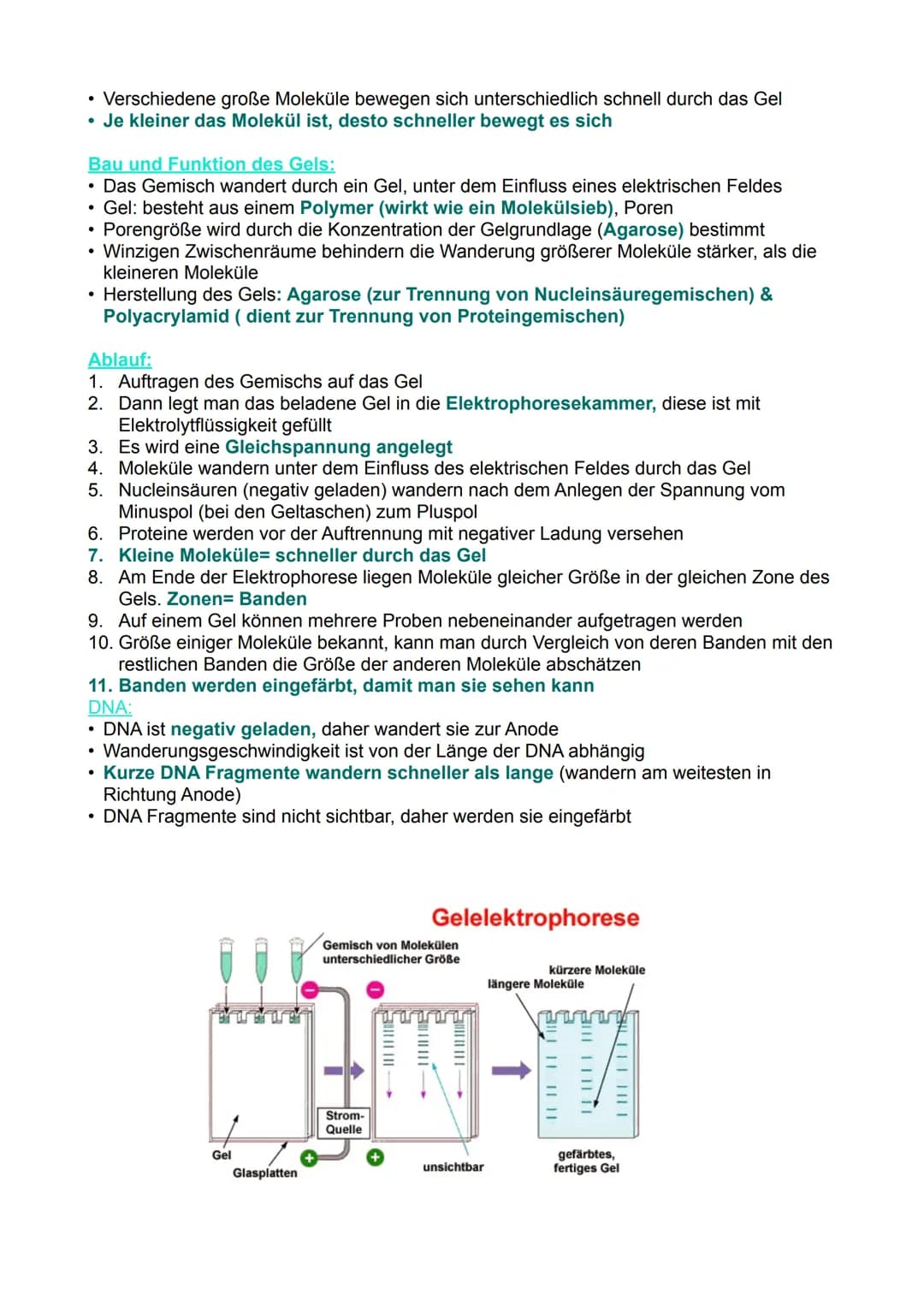 Biologie LK Klausur
Themen:
• DNA Aufbau, Helixstruktur, Schlüssel-Schloss-Prinzip
Replikation
Transkription & Translation
• Genwirkketten
●