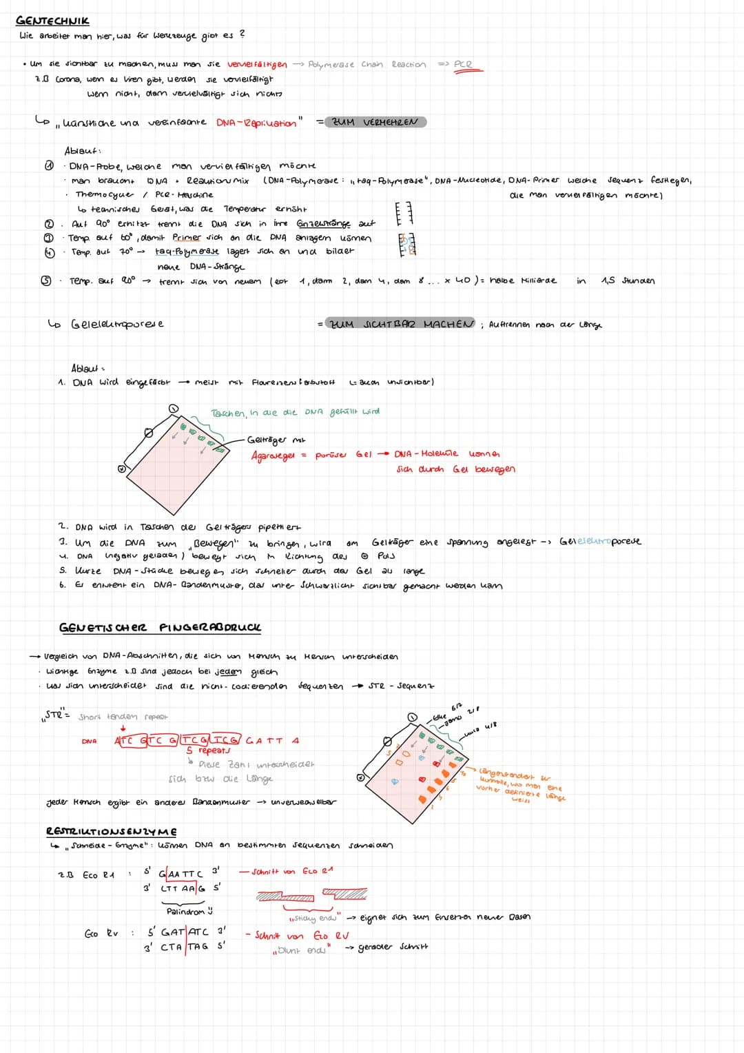 BIOLOGIE GK
ABITUR 23 Aufbau DNA
-besarrekoen + (Skizze)
Phosphat
zucher
Dejany look
S-foon zucher
Quesok
Suoniendrothe
→> Bestent su Doppel