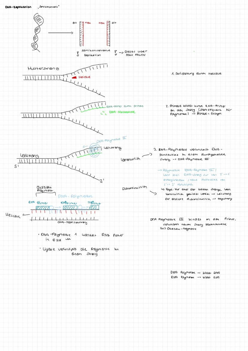 BIOLOGIE GK
ABITUR 23 Aufbau DNA
-besarrekoen + (Skizze)
Phosphat
zucher
Dejany look
S-foon zucher
Quesok
Suoniendrothe
→> Bestent su Doppel
