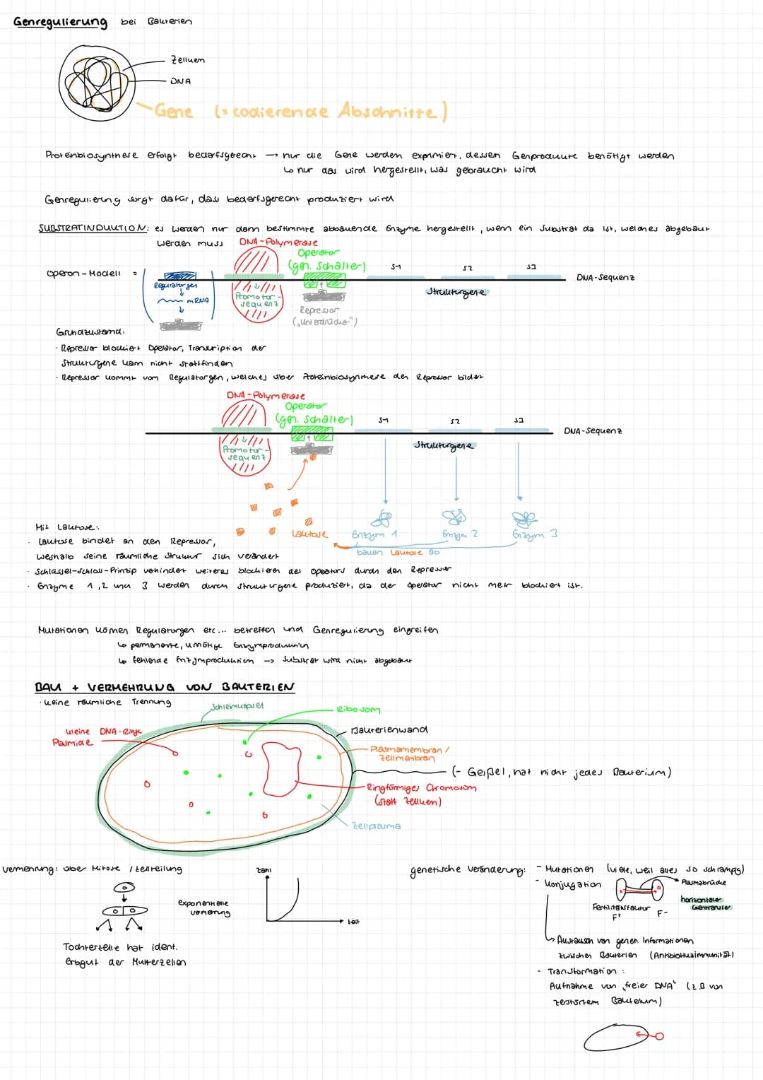 BIOLOGIE GK
ABITUR 23 Aufbau DNA
-besarrekoen + (Skizze)
Phosphat
zucher
Dejany look
S-foon zucher
Quesok
Suoniendrothe
→> Bestent su Doppel