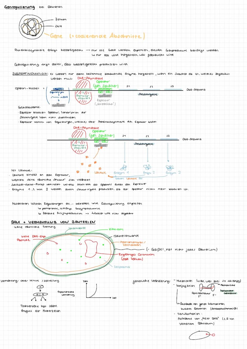 BIOLOGIE GK
ABITUR 23 Aufbau DNA
-besarrekoen + (Skizze)
Phosphat
zucher
Dejany look
S-foon zucher
Quesok
Suoniendrothe
→> Bestent su Doppel