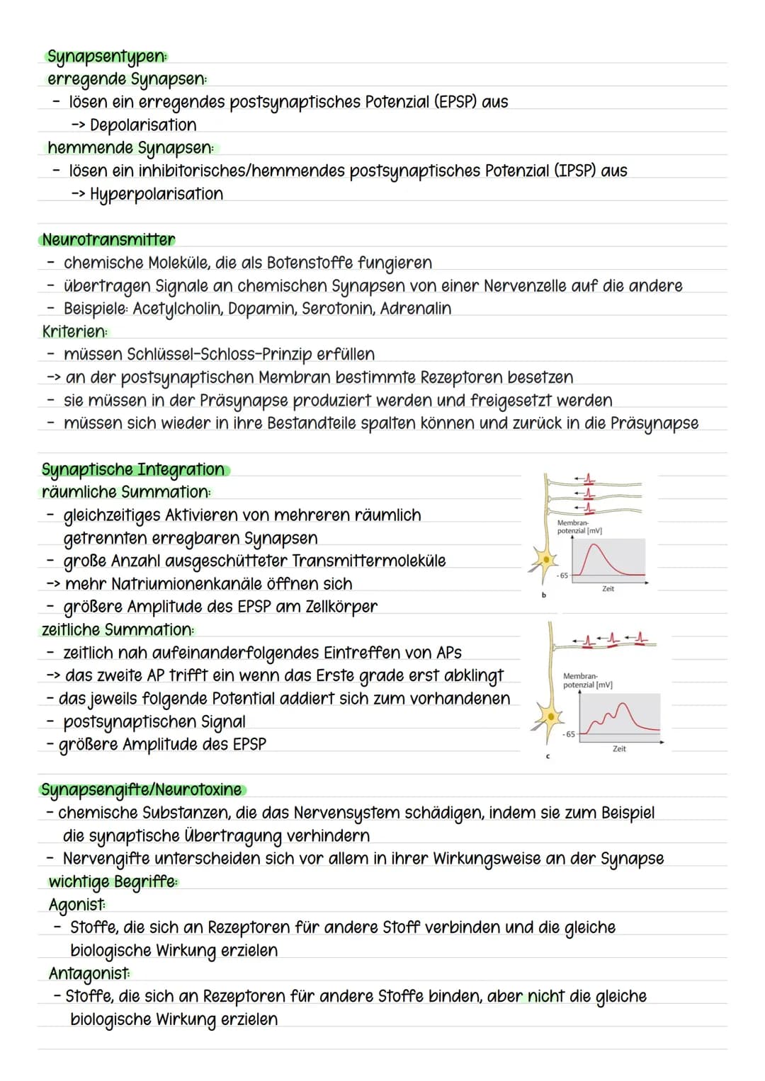 Synapsen
Übertragung von Informationen über Synapsen
ein Aktionspotenzial erreicht das synaptische Endknöpfchen der präsynaptischen Zelle
un