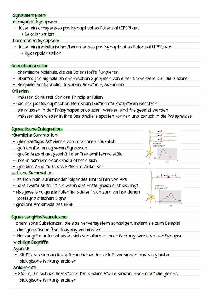 Synapsen
Übertragung von Informationen über Synapsen
ein Aktionspotenzial erreicht das synaptische Endknöpfchen der präsynaptischen Zelle
un
