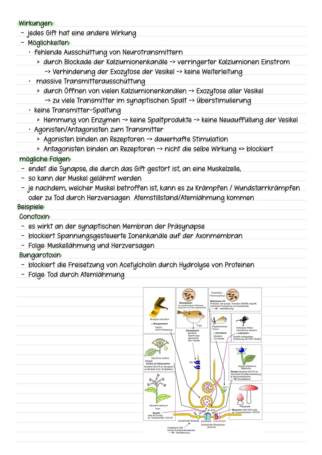 Synapsen
Übertragung von Informationen über Synapsen
ein Aktionspotenzial erreicht das synaptische Endknöpfchen der präsynaptischen Zelle
un