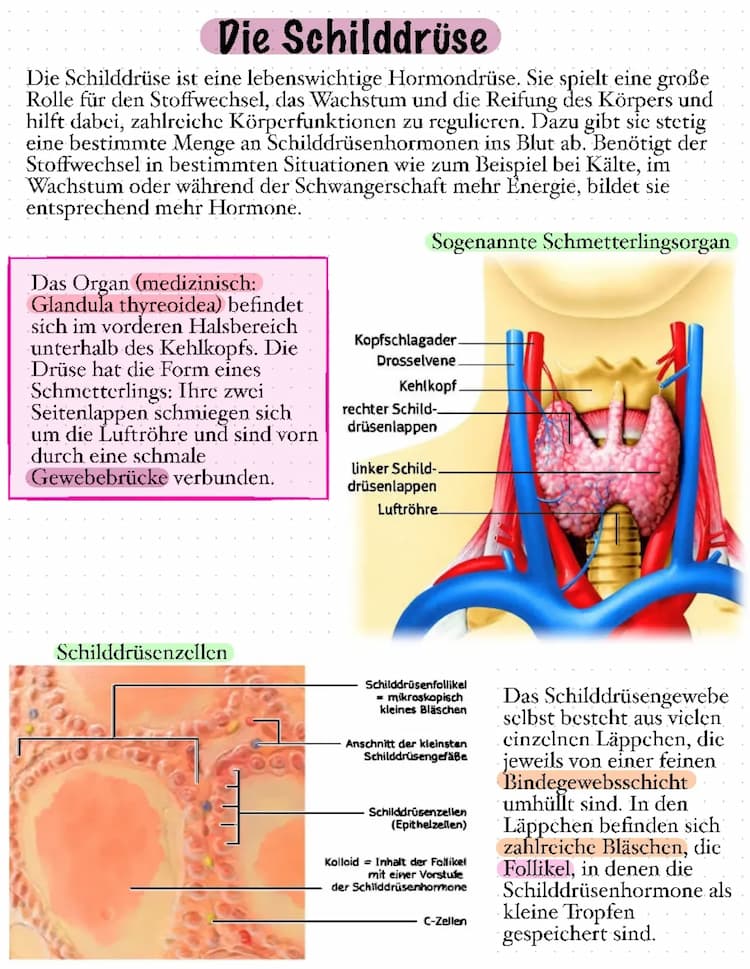 Know Die Schilddrüse thumbnail