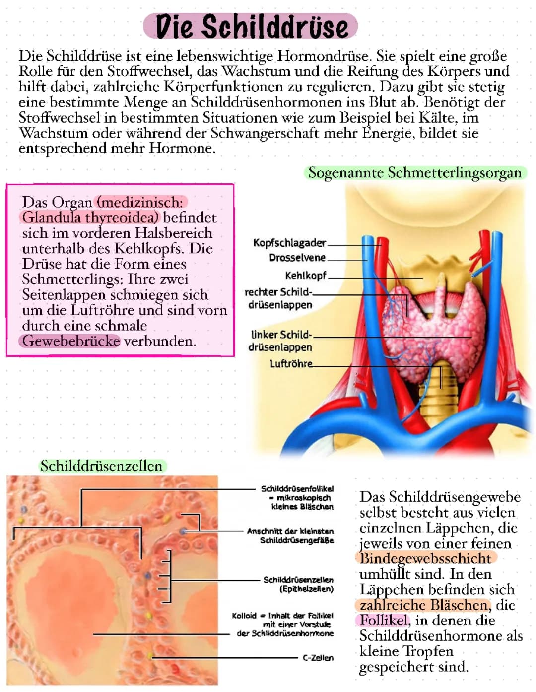 Schilddrüse: Funktion, Lage und Krankheiten erklärt