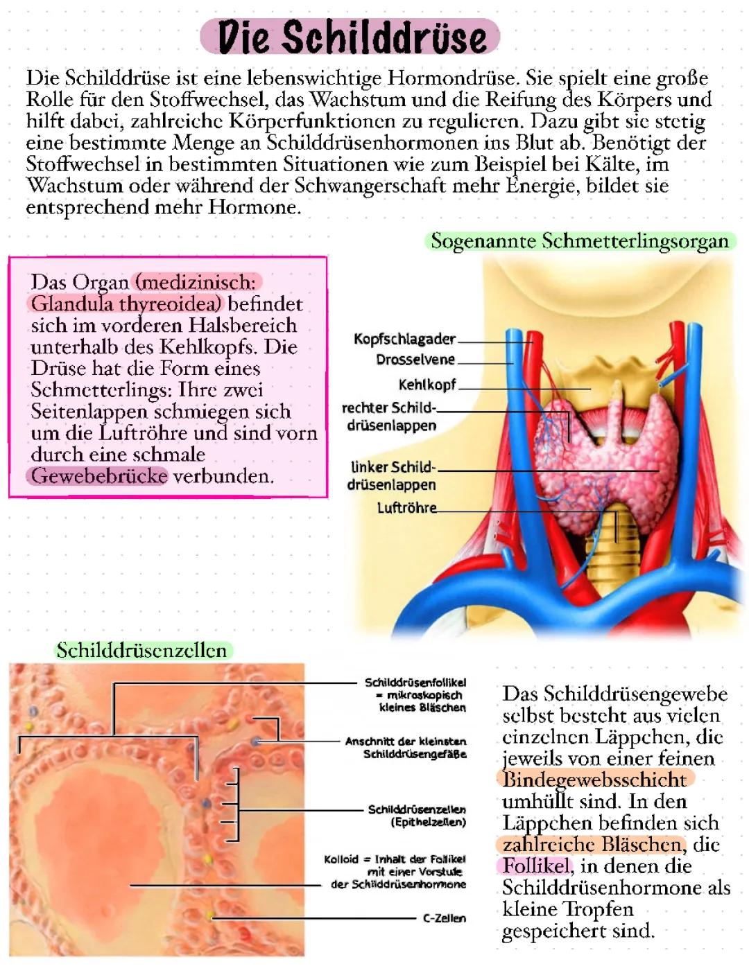 Schilddrüse: Funktion, Lage und Krankheiten erklärt