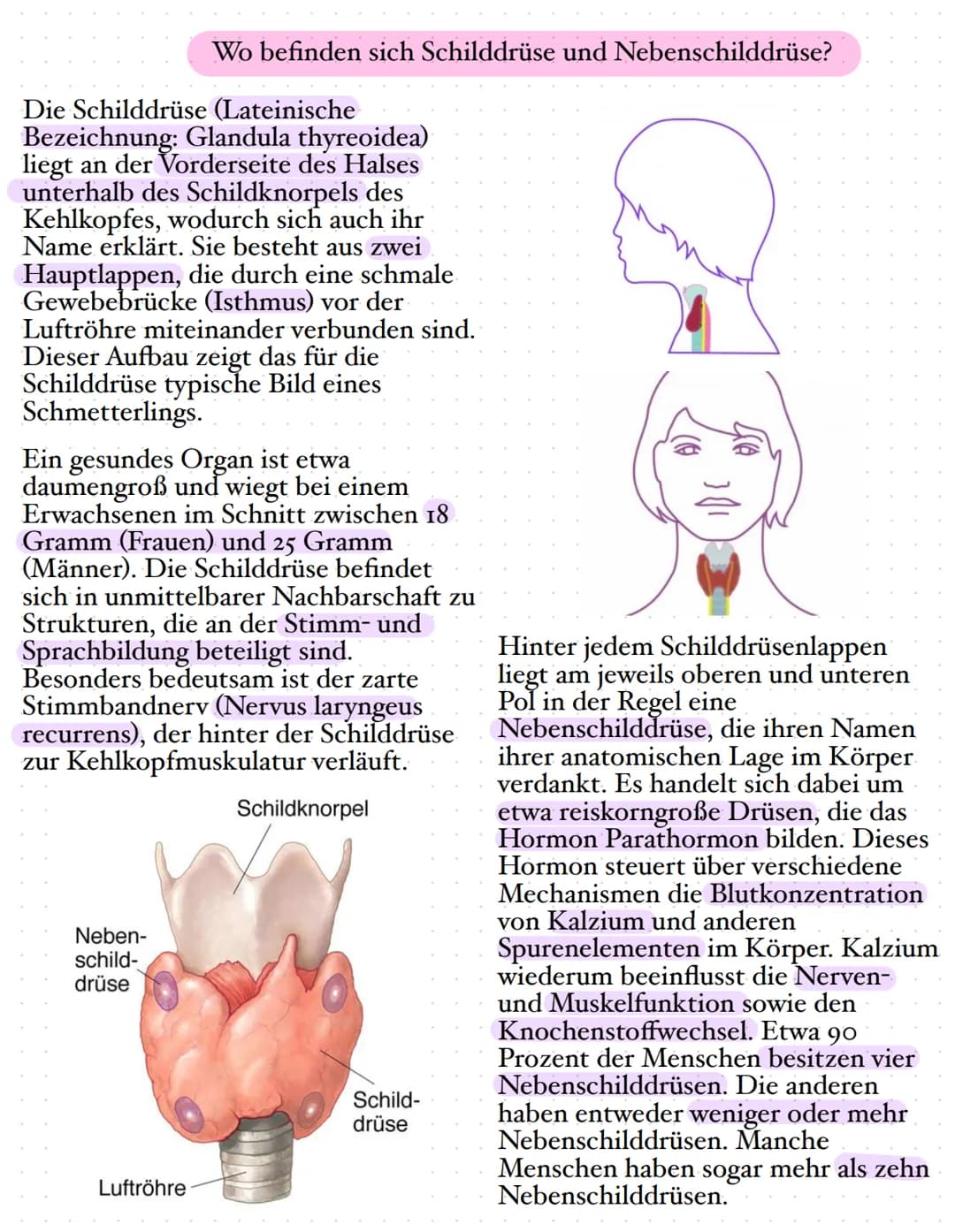 Die Schilddrüse
Die Schilddrüse ist eine lebenswichtige Hormondrüse. Sie spielt eine große
Rolle für den Stoffwechsel, das Wachstum und die 