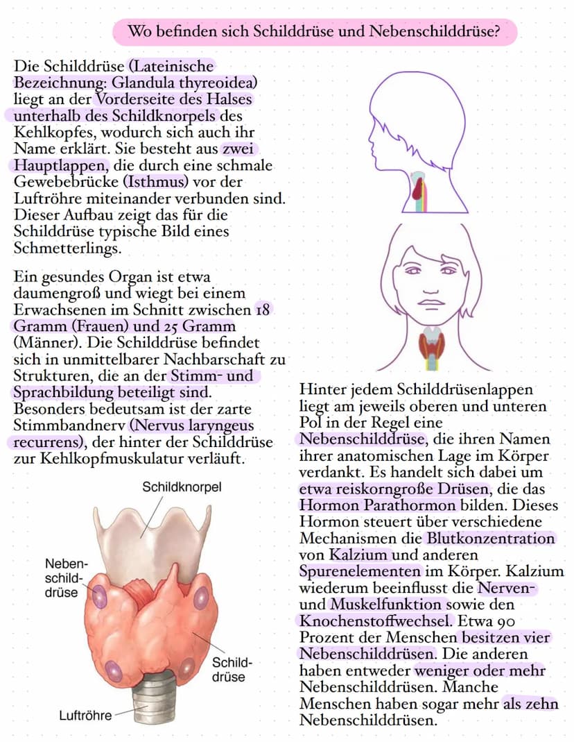 Die Schilddrüse
Die Schilddrüse ist eine lebenswichtige Hormondrüse. Sie spielt eine große
Rolle für den Stoffwechsel, das Wachstum und die 