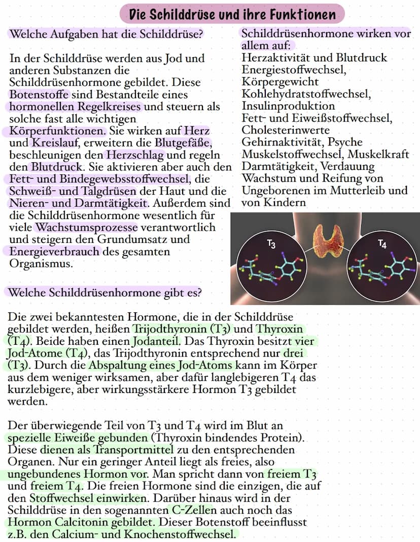 Die Schilddrüse
Die Schilddrüse ist eine lebenswichtige Hormondrüse. Sie spielt eine große
Rolle für den Stoffwechsel, das Wachstum und die 