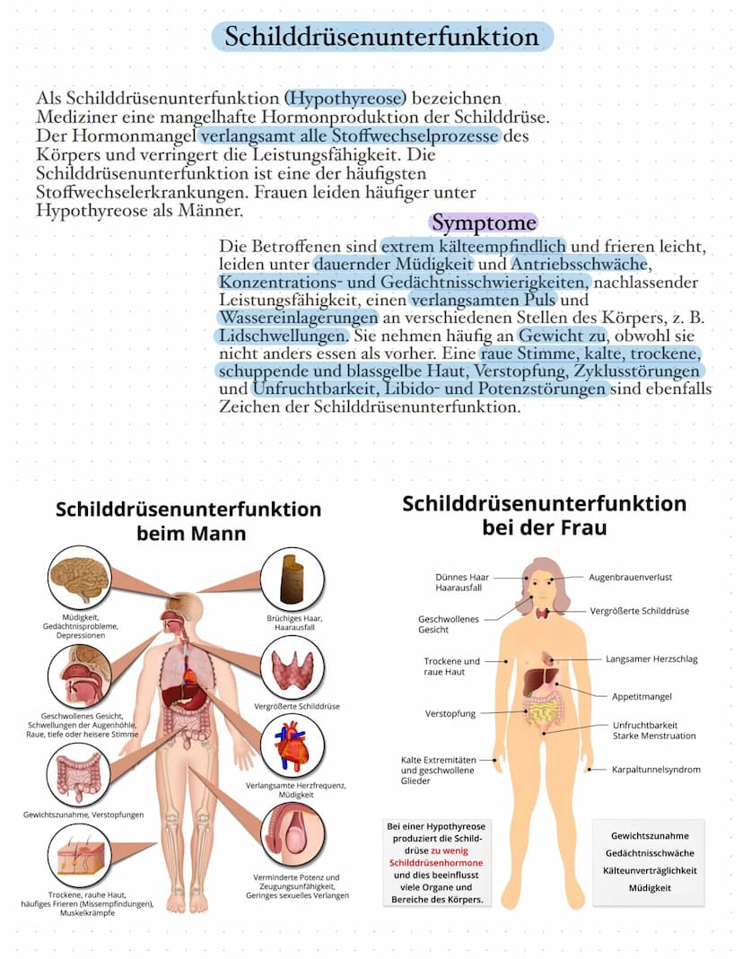 Die Schilddrüse
Die Schilddrüse ist eine lebenswichtige Hormondrüse. Sie spielt eine große
Rolle für den Stoffwechsel, das Wachstum und die 