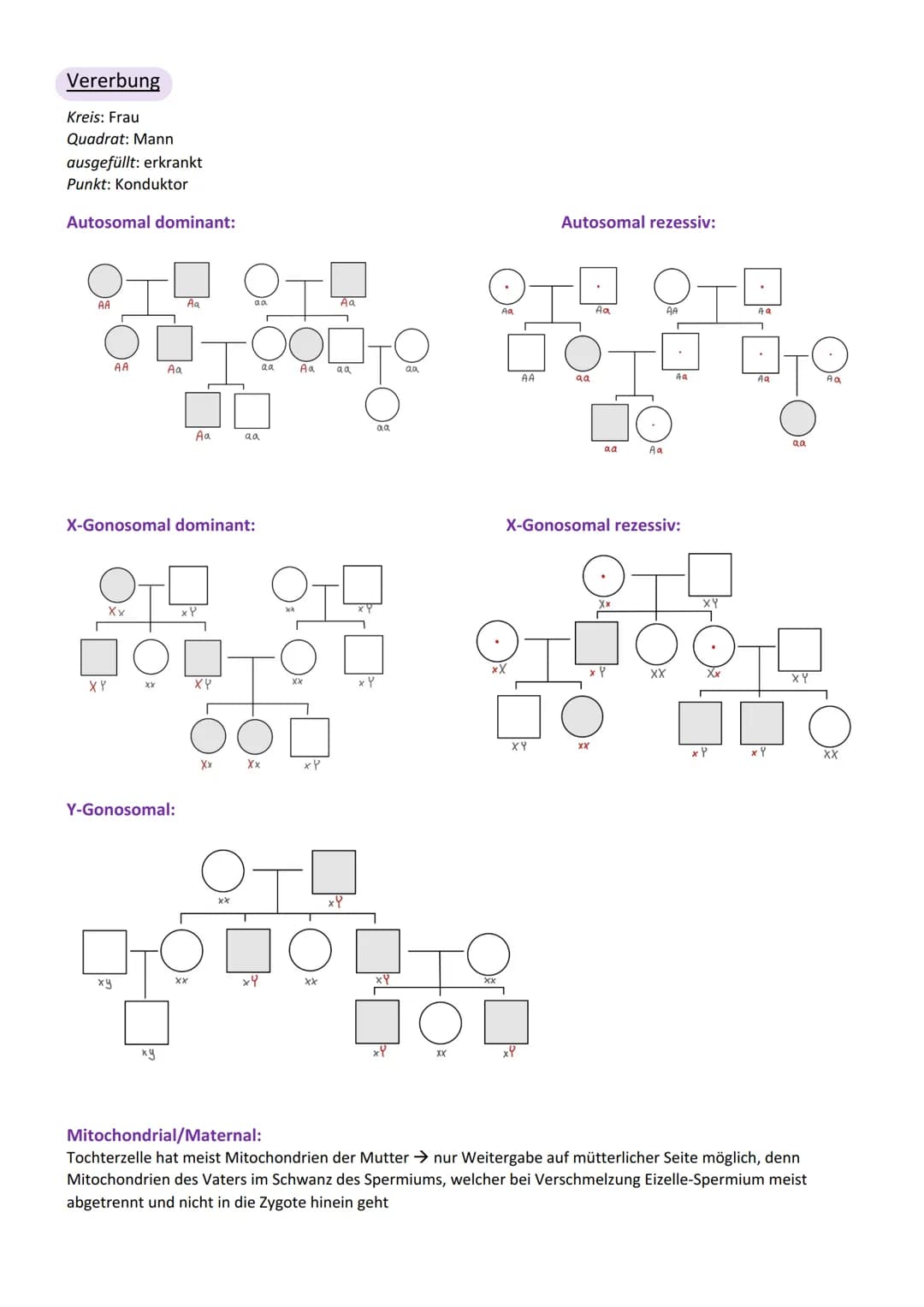 Viologic
Abitur Genetik
Vererbung
Chromosom
Centromer
Chromatid
Genotyp
Phänotyp, Phän
Genom
Gen
Allel
dominant
rezessiv
Kodominanz
Dominant