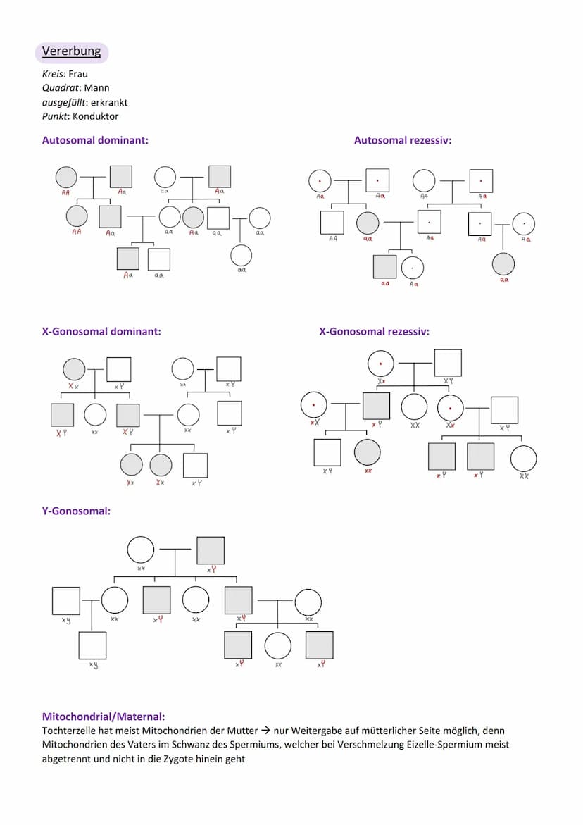Viologic
Abitur Genetik
Vererbung
Chromosom
Centromer
Chromatid
Genotyp
Phänotyp, Phän
Genom
Gen
Allel
dominant
rezessiv
Kodominanz
Dominant