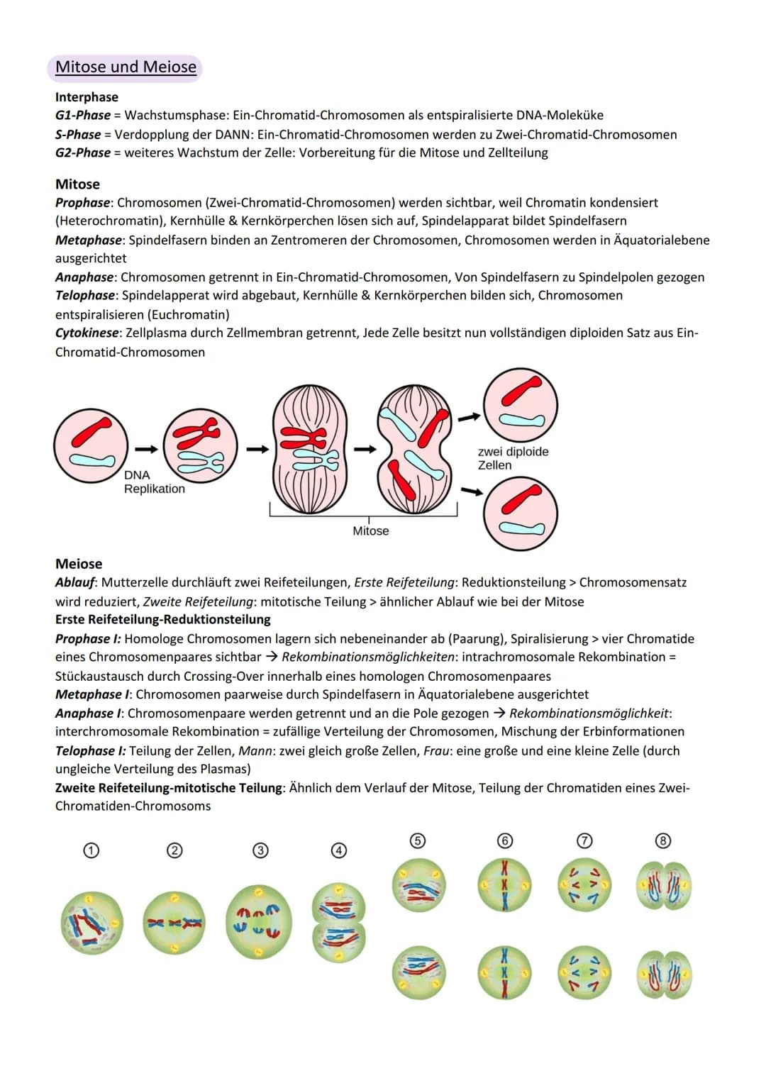 Viologic
Abitur Genetik
Vererbung
Chromosom
Centromer
Chromatid
Genotyp
Phänotyp, Phän
Genom
Gen
Allel
dominant
rezessiv
Kodominanz
Dominant