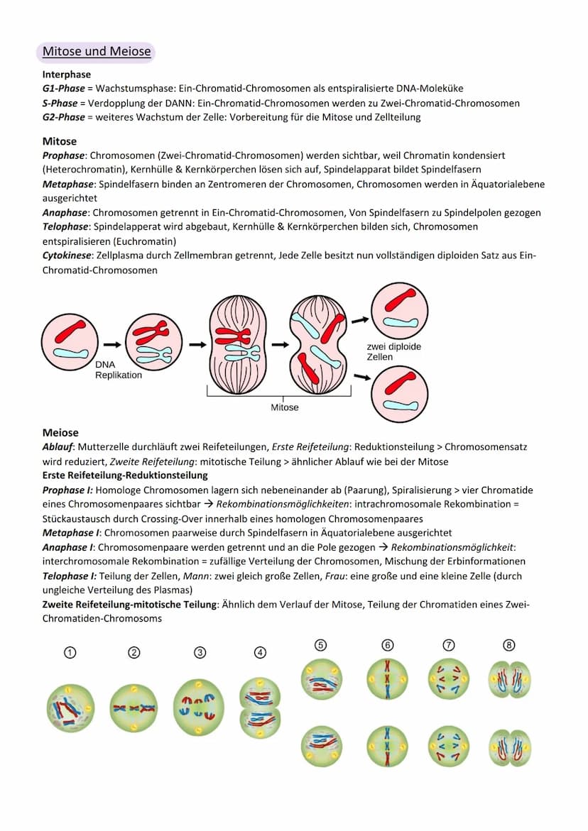 Viologic
Abitur Genetik
Vererbung
Chromosom
Centromer
Chromatid
Genotyp
Phänotyp, Phän
Genom
Gen
Allel
dominant
rezessiv
Kodominanz
Dominant