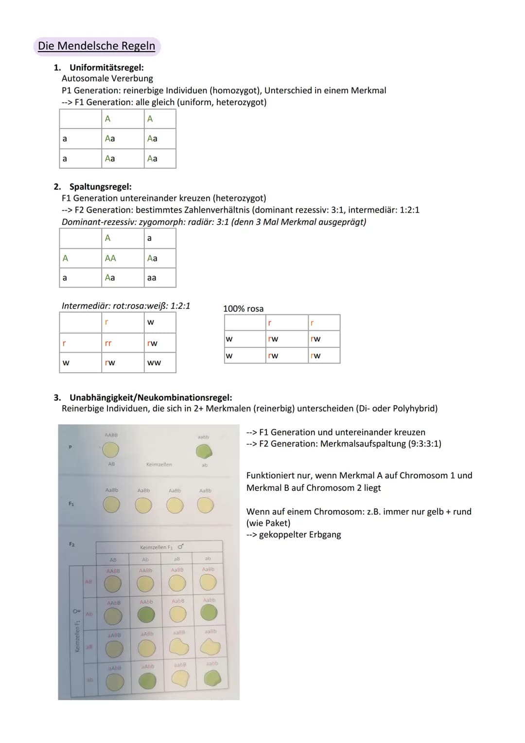 Viologic
Abitur Genetik
Vererbung
Chromosom
Centromer
Chromatid
Genotyp
Phänotyp, Phän
Genom
Gen
Allel
dominant
rezessiv
Kodominanz
Dominant