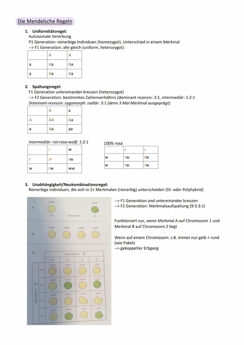 Viologic
Abitur Genetik
Vererbung
Chromosom
Centromer
Chromatid
Genotyp
Phänotyp, Phän
Genom
Gen
Allel
dominant
rezessiv
Kodominanz
Dominant