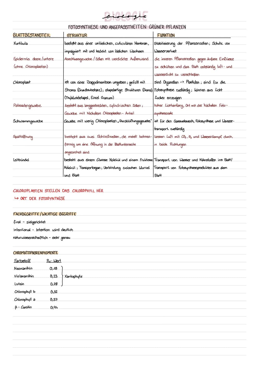 BLATTBESTANDTEIL
Kurtikula
Epidermis obere/untere
(ohne Chloroplasten)
Chloroplast
Palisadengewebe
Schwammgewebe
Spaltöffnung
Leitbündel
CHR