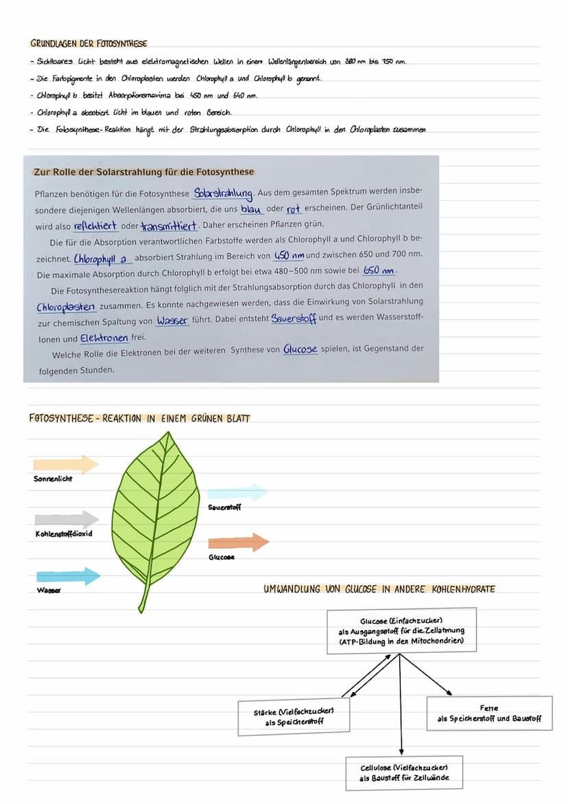 BLATTBESTANDTEIL
Kurtikula
Epidermis obere/untere
(ohne Chloroplasten)
Chloroplast
Palisadengewebe
Schwammgewebe
Spaltöffnung
Leitbündel
CHR