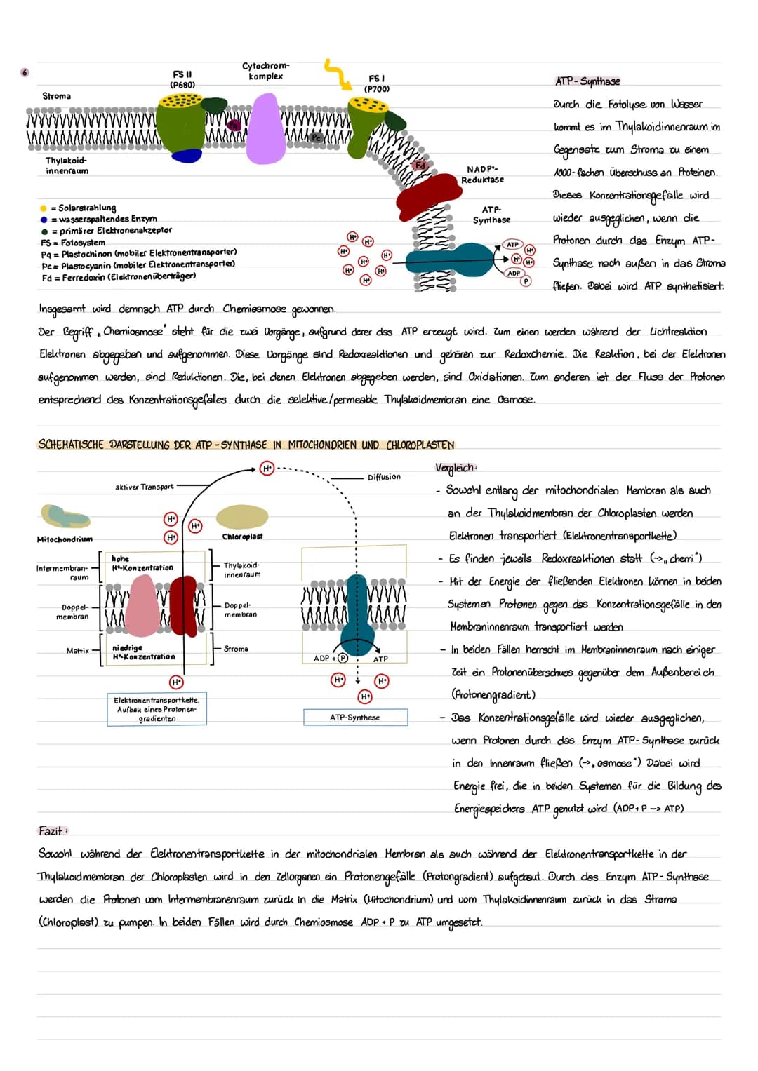 BLATTBESTANDTEIL
Kurtikula
Epidermis obere/untere
(ohne Chloroplasten)
Chloroplast
Palisadengewebe
Schwammgewebe
Spaltöffnung
Leitbündel
CHR