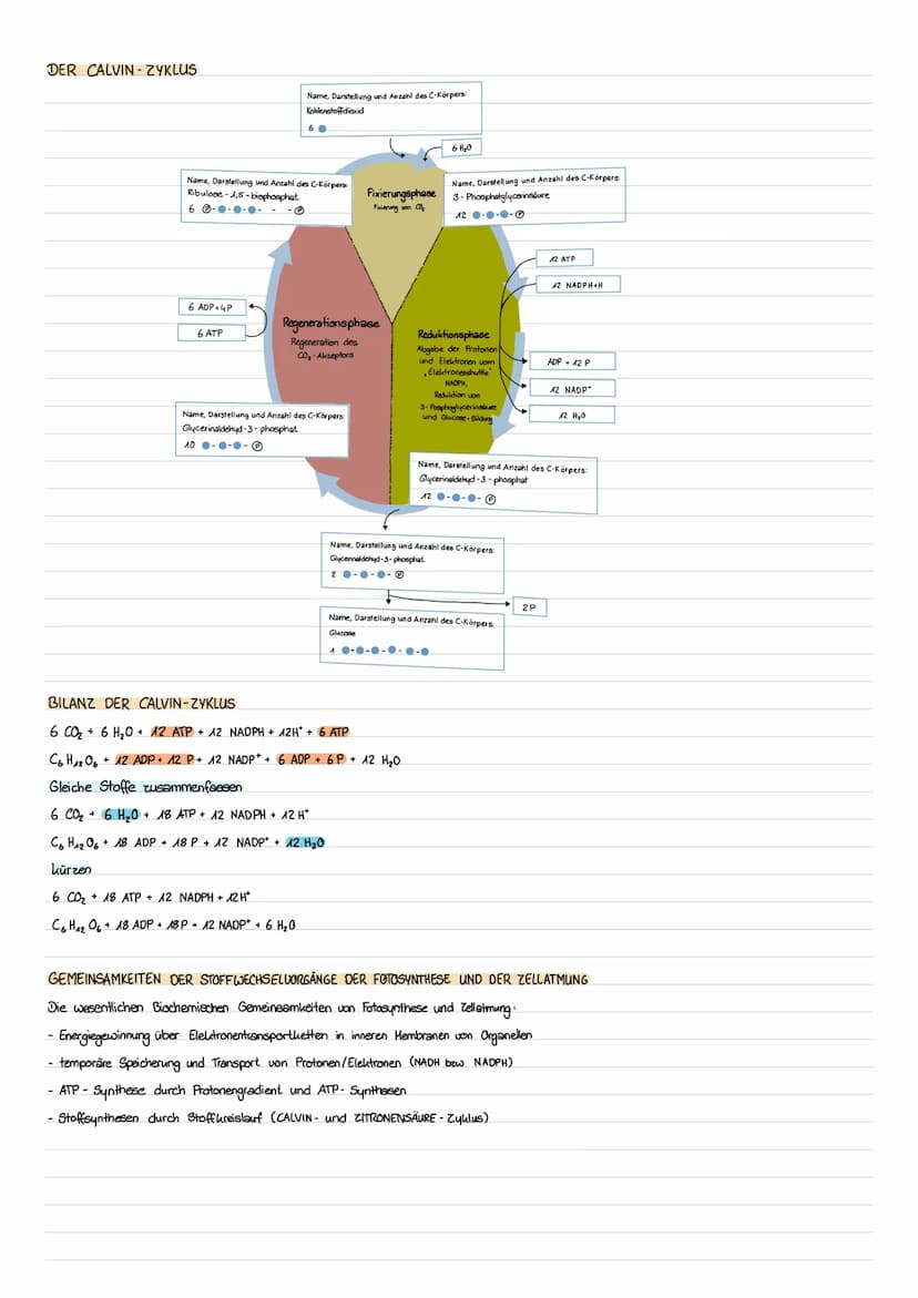 BLATTBESTANDTEIL
Kurtikula
Epidermis obere/untere
(ohne Chloroplasten)
Chloroplast
Palisadengewebe
Schwammgewebe
Spaltöffnung
Leitbündel
CHR