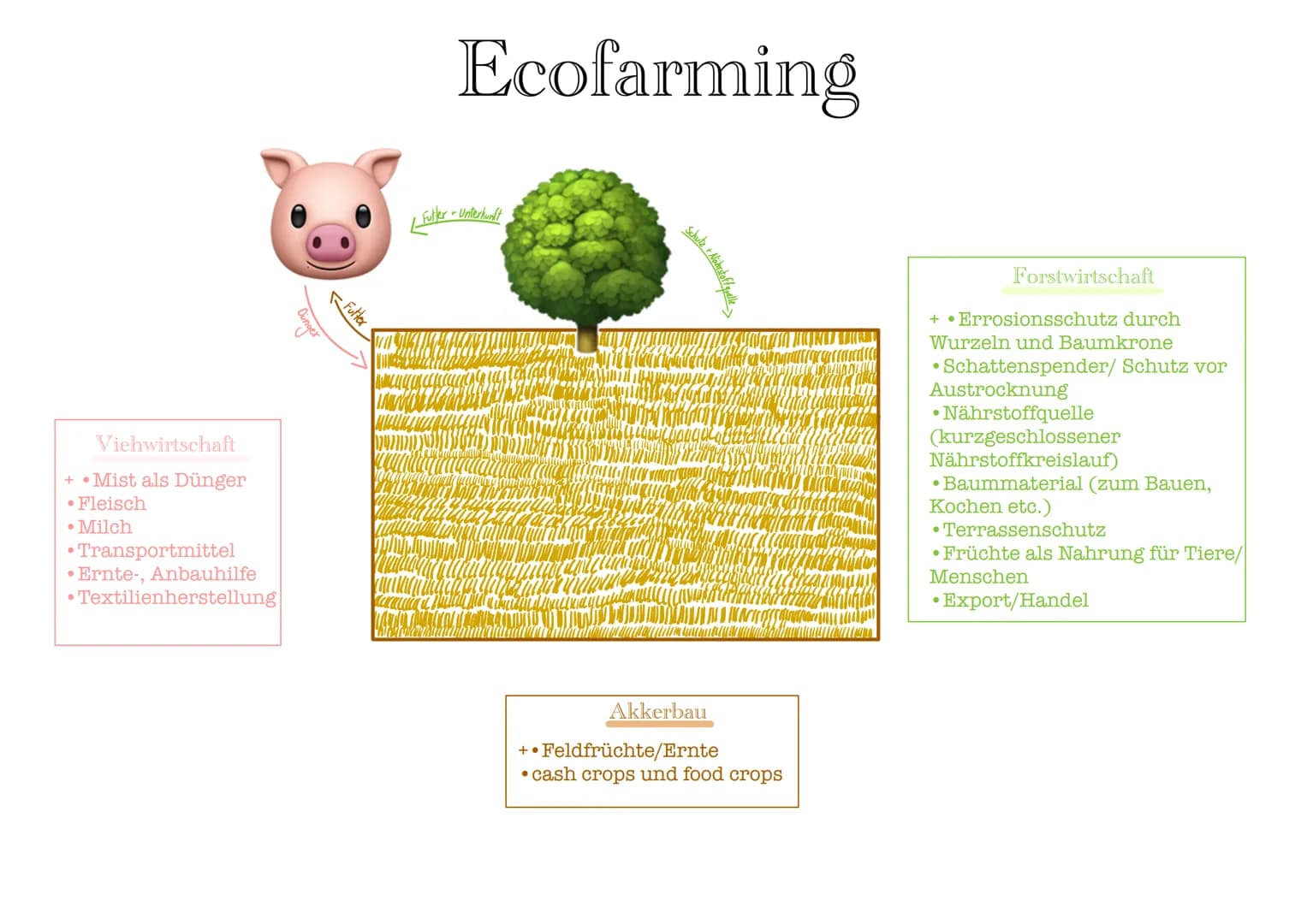 Viehwirtschaft
+ • Mist als Dünger
• Fleisch
• Milch
Transportmittel
• Ernte-, Anbauhilfe
• Textilienherstellung
-Futter
INI
Ecofarming
Futt