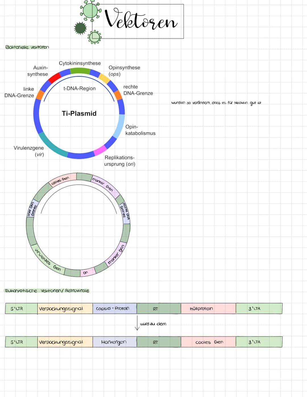 Bakterielle ventoren
Auxin-
synthese
DNA-Grenze
linke
Virulenzgene
(vir)
5'LTR
5'LTR
Grenze
Cytokininsynthese
t-DNA-Region
Ti-Plasmid
cooles