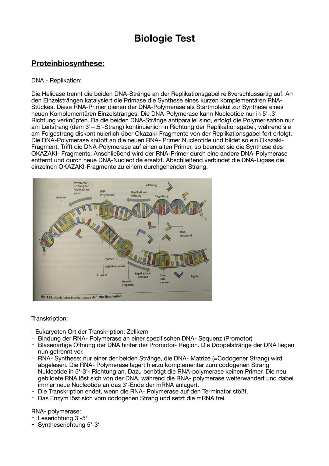 Proteinbiosynthese:
DNA Replikation:
Die Helicase trennt die beiden DNA-Stränge an der Replikationsgabel reißverschlussartig auf. An
den Ein