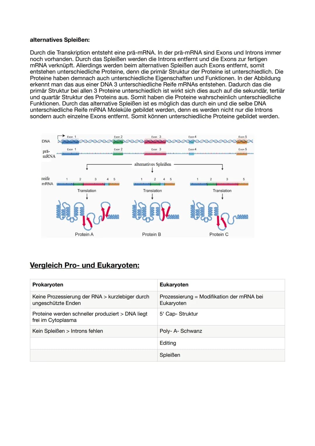 Proteinbiosynthese:
DNA Replikation:
Die Helicase trennt die beiden DNA-Stränge an der Replikationsgabel reißverschlussartig auf. An
den Ein