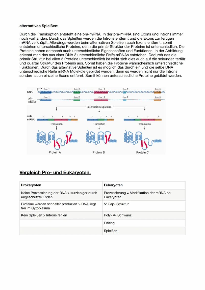 Proteinbiosynthese:
DNA Replikation:
Die Helicase trennt die beiden DNA-Stränge an der Replikationsgabel reißverschlussartig auf. An
den Ein