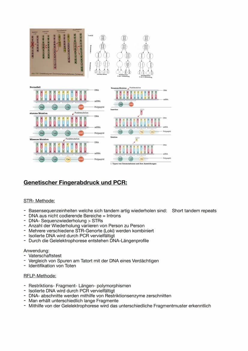 Proteinbiosynthese:
DNA Replikation:
Die Helicase trennt die beiden DNA-Stränge an der Replikationsgabel reißverschlussartig auf. An
den Ein