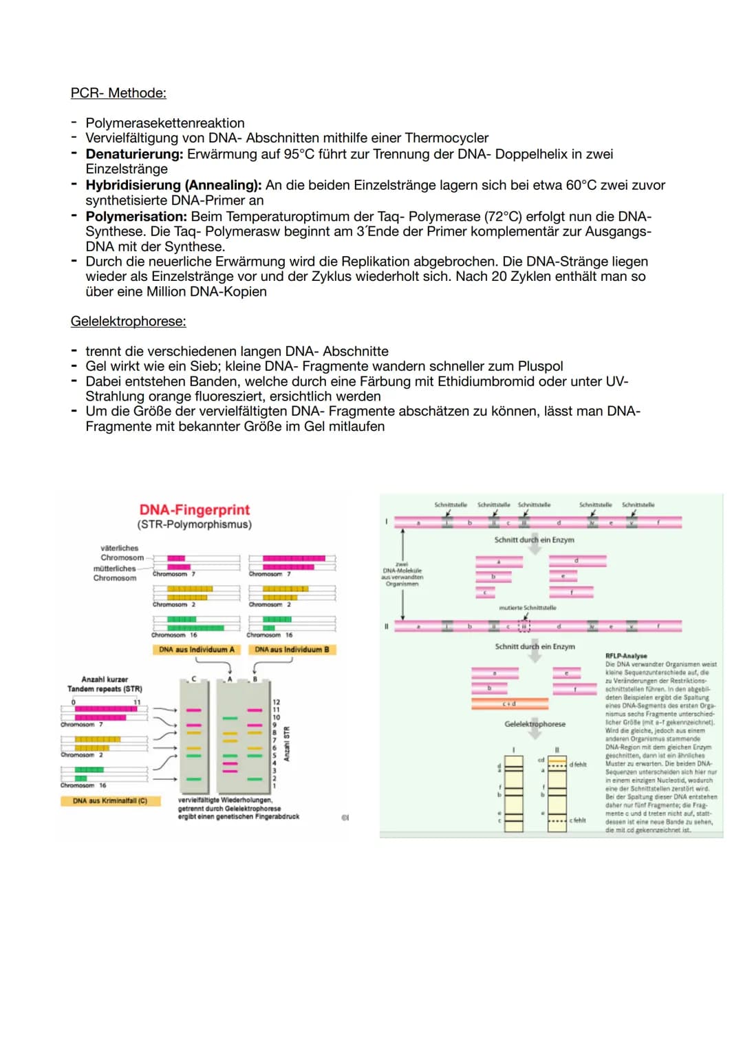 Proteinbiosynthese:
DNA Replikation:
Die Helicase trennt die beiden DNA-Stränge an der Replikationsgabel reißverschlussartig auf. An
den Ein