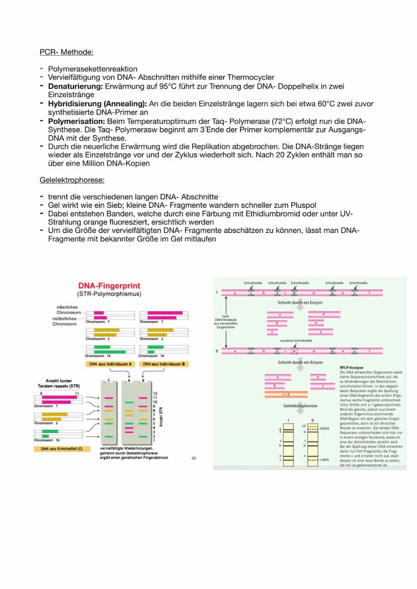 Proteinbiosynthese:
DNA Replikation:
Die Helicase trennt die beiden DNA-Stränge an der Replikationsgabel reißverschlussartig auf. An
den Ein