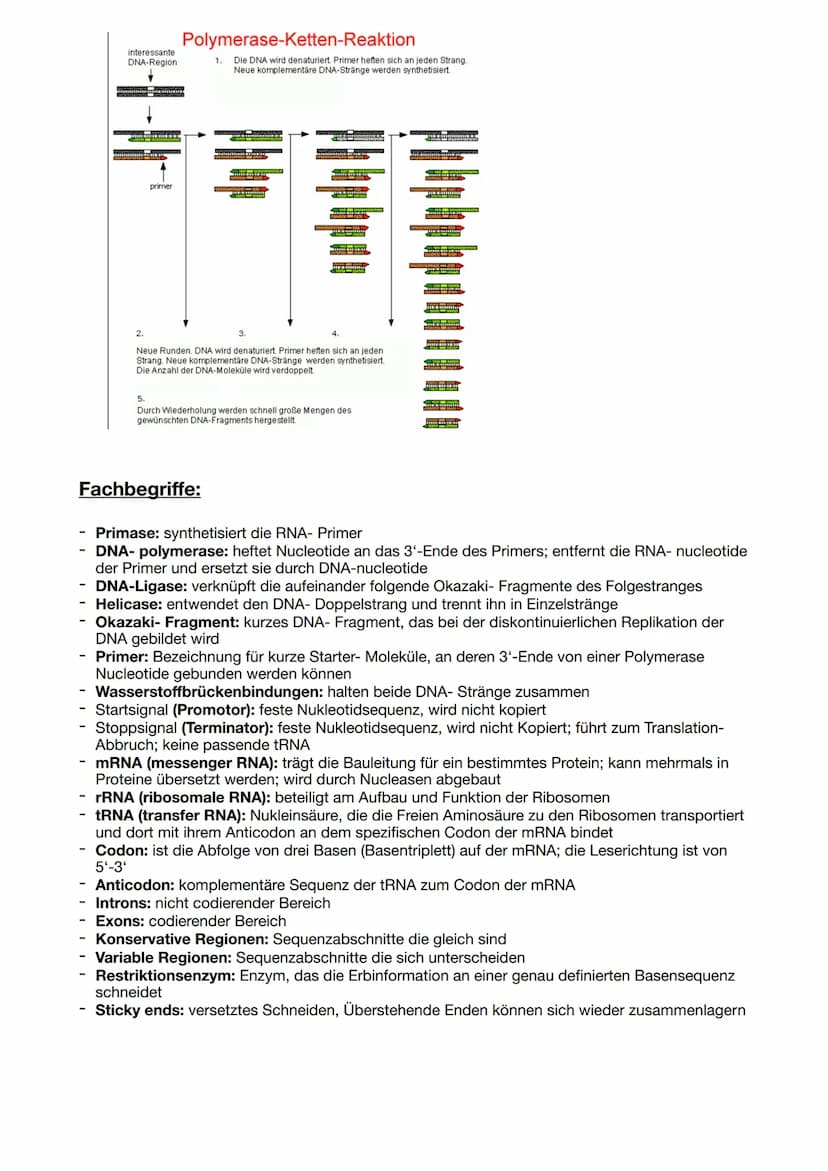 Proteinbiosynthese:
DNA Replikation:
Die Helicase trennt die beiden DNA-Stränge an der Replikationsgabel reißverschlussartig auf. An
den Ein