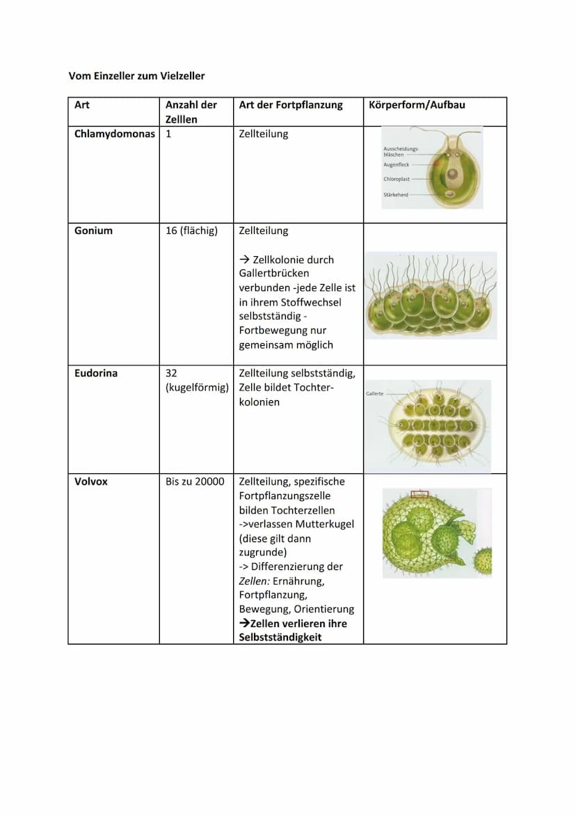Biologie Themenbereich - ,,Evolution"
Evolution= alle Veränderungen, durch die das Leben auf der Erde zu seiner heutigen Form
und Vielfalt g