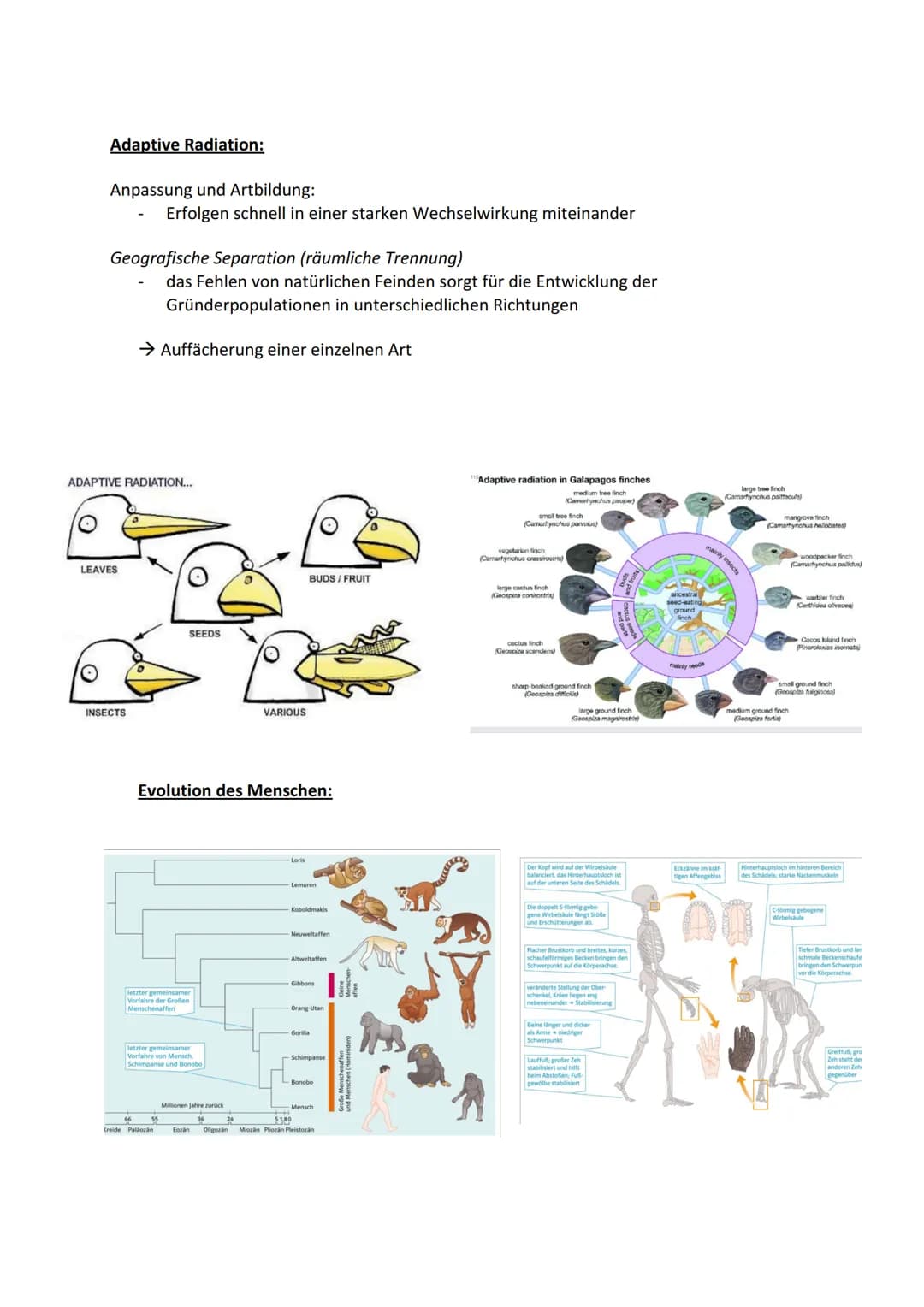 Biologie Themenbereich - ,,Evolution"
Evolution= alle Veränderungen, durch die das Leben auf der Erde zu seiner heutigen Form
und Vielfalt g