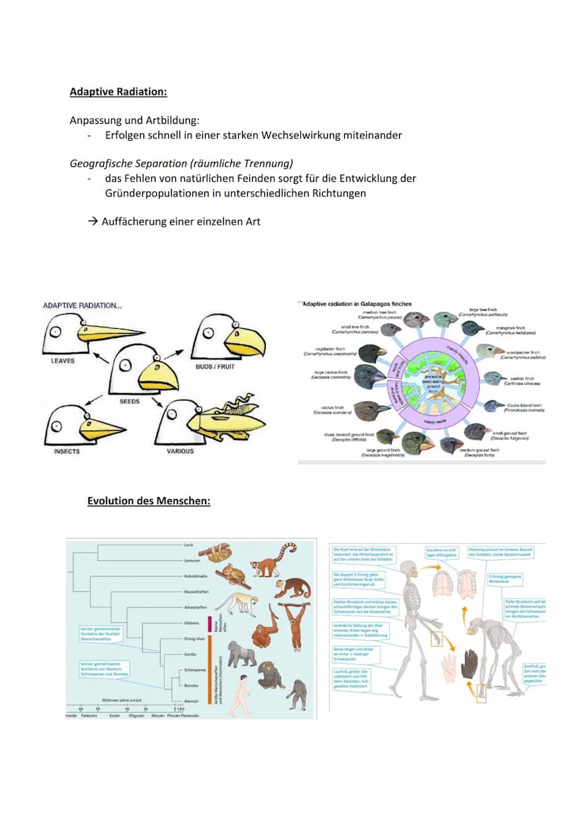 Biologie Themenbereich - ,,Evolution"
Evolution= alle Veränderungen, durch die das Leben auf der Erde zu seiner heutigen Form
und Vielfalt g